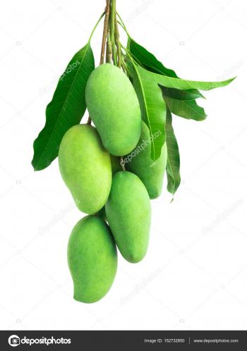 Bunch of green mango on white background — Stock Photo © mraoraor ...