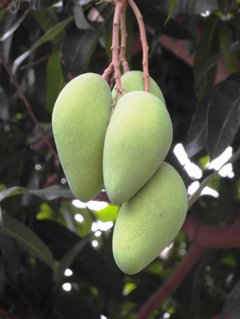 Bunch of Mangoes