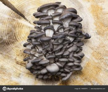 A bunch of fungi growing on a wooden stump. Oyster mushrooms grow on ...