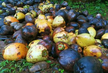 Bunch of Raw coconuts