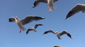 CLOSE UP: Group of cute, curious seagulls catching food while flying ...