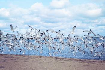 Bunch of Seagulls