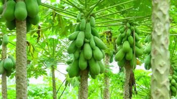 papaya tree with bunch of fruits.Branch with tropical fruits ...