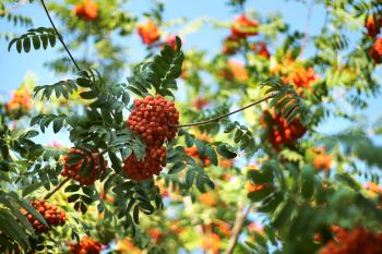 Trees: Berries Harvest Bunch Rowan Morning Leaves Ripe Tree Nature ...