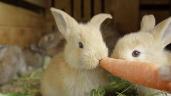 CLOSE UP: Beautiful fluffy light brown baby bunny eating big fresh ...