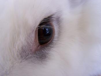 Bunny eye