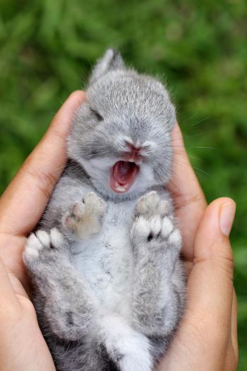 Housebreaking Your Rabbit - Delavan Lakes Veterinary Clinic