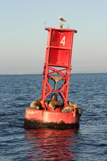 Smart Beach Buoys Can Detect Bacteria - Save the Water™
