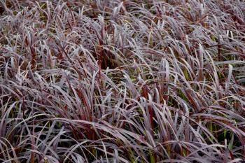 Purple Fountain Grass | GREEN LAKE NURSERY®
