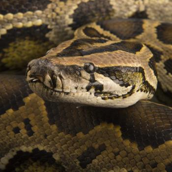 Burmese Python | National Geographic