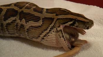 Burmese Python Feeding - ( Tries To Eat Herself ) - YouTube