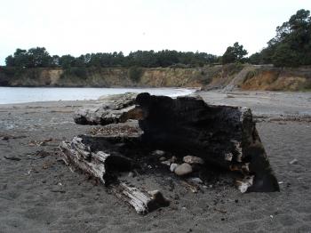 Burnt log