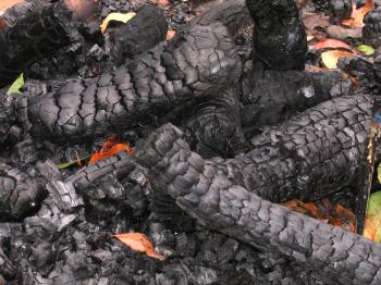 Burned Logs