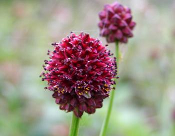 Random Jottings: Burnet