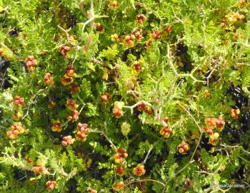 Thorny burnet | God as a Gardener