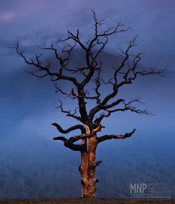 Burnt Tree on Snow – Mojave National Preserve Artists Foundation
