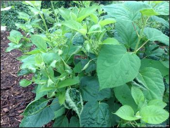 Curled Leaves on the Bushes – Stephi Gardens