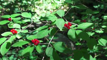 Red berries on a bush with green leaves and lichen on the bark of a ...