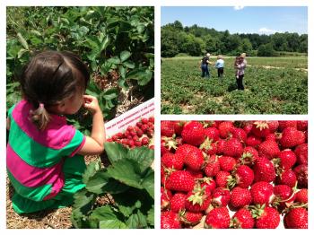 Berry Picking at Butler's Orchard | Karson Butler Events
