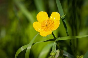 Buttercup Poisoning in Horses - Symptoms, Causes, Diagnosis ...