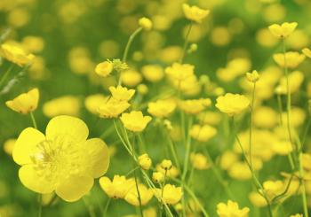 Buttercup - hotelroomsearch.net
