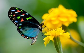 Butterfly release - Articles - Easy Weddings