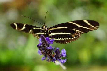 Butterflies & Blooms | Conservatory Of Flowers