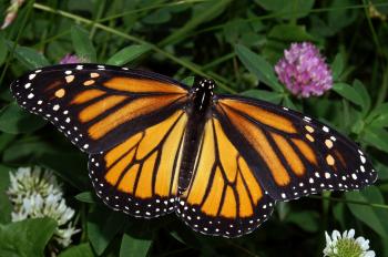 Monarch butterfly - Wikipedia