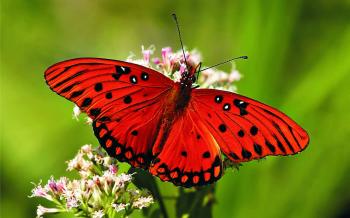 Butterfly Wings: More Than Meets the Eye Kids News Article