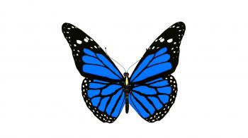 Butterfly monarch orange butterfly animation loop Motion Background ...