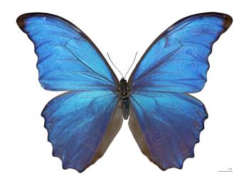 Morpho - Wikipedia