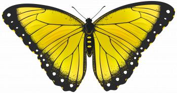 Yellow Butterfly Transparent PNG Clip Art Image | Gallery ...