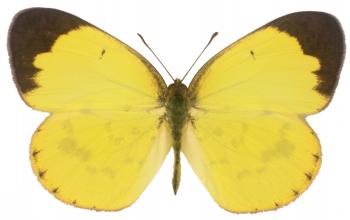 6 butterflies you might see this spring - Good Living