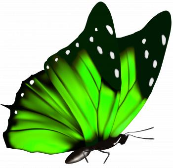 Green Butterfly PNG Clipart Image | Gallery Yopriceville - High ...