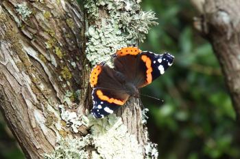 Garden Trees That Attract Butterflies