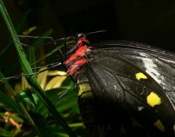 Butterfly closeup