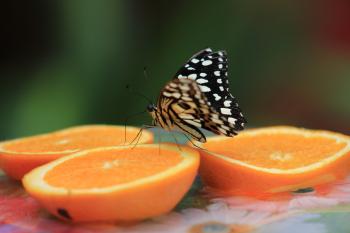 Butterfly Feeding on Oranges