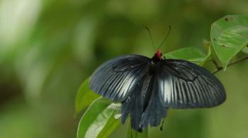 Butterfly on leaf macro insect life in the tropical rain forest ...