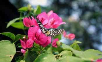 Butterfly on the Flower
