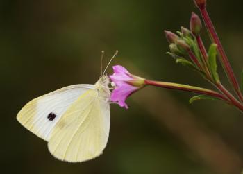 Butterfly on the Flower