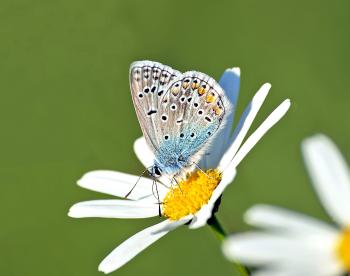 Butterfly on the White Flower