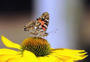 Free picture: butterfly, petal, flower, spring, pollen, pollination ...