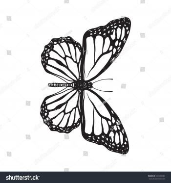 Top View Beautiful Monarch Butterfly Sketch Stock Photo (Photo ...