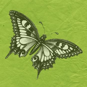 Butterfly with green Background