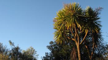 Cabbage tree/ti kouka: Native plants