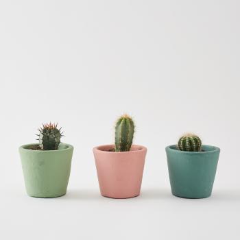Set of 3 Small Cacti | Botanique Workshop