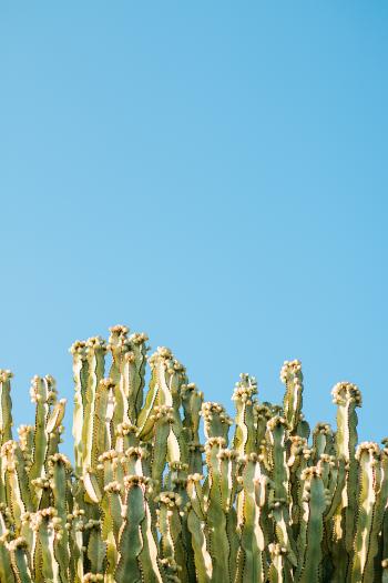 Cacti Plants and Blue Sky