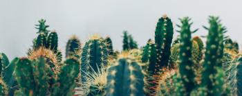 The Parable of the Cactus with a Paper Flower Hot Glued on Top ...