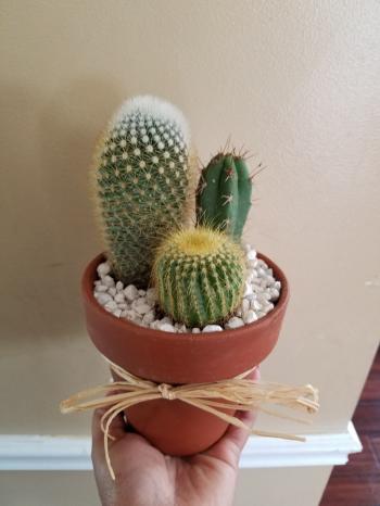 Terra-cotta Cactus Pot in Carrollton, KY | Blooms Floral Studio