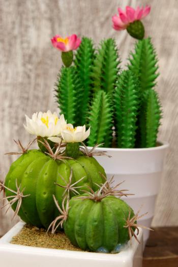 6 Potted Cactus 7.5"